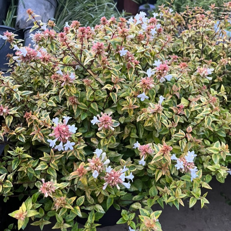 Kaleidoscope Glossy Abelia