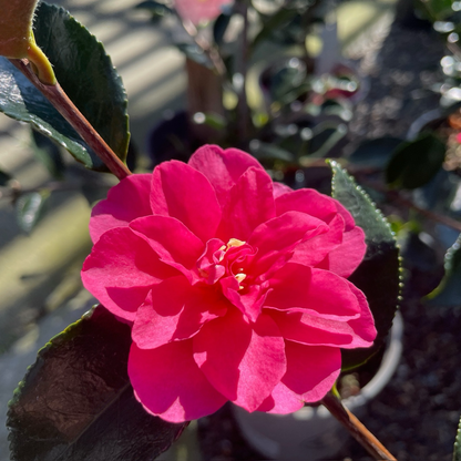 Camellia sasanqua-Chun 