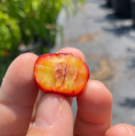 Barbados Cherry