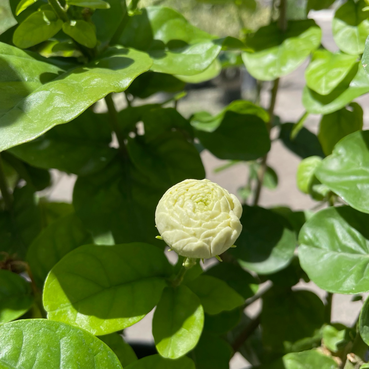 茉莉花-夏日灵魂