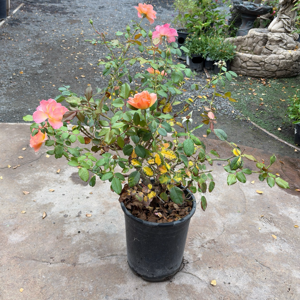 丰花月季-欢欣鼓舞