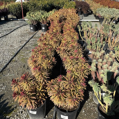 花叶大戟