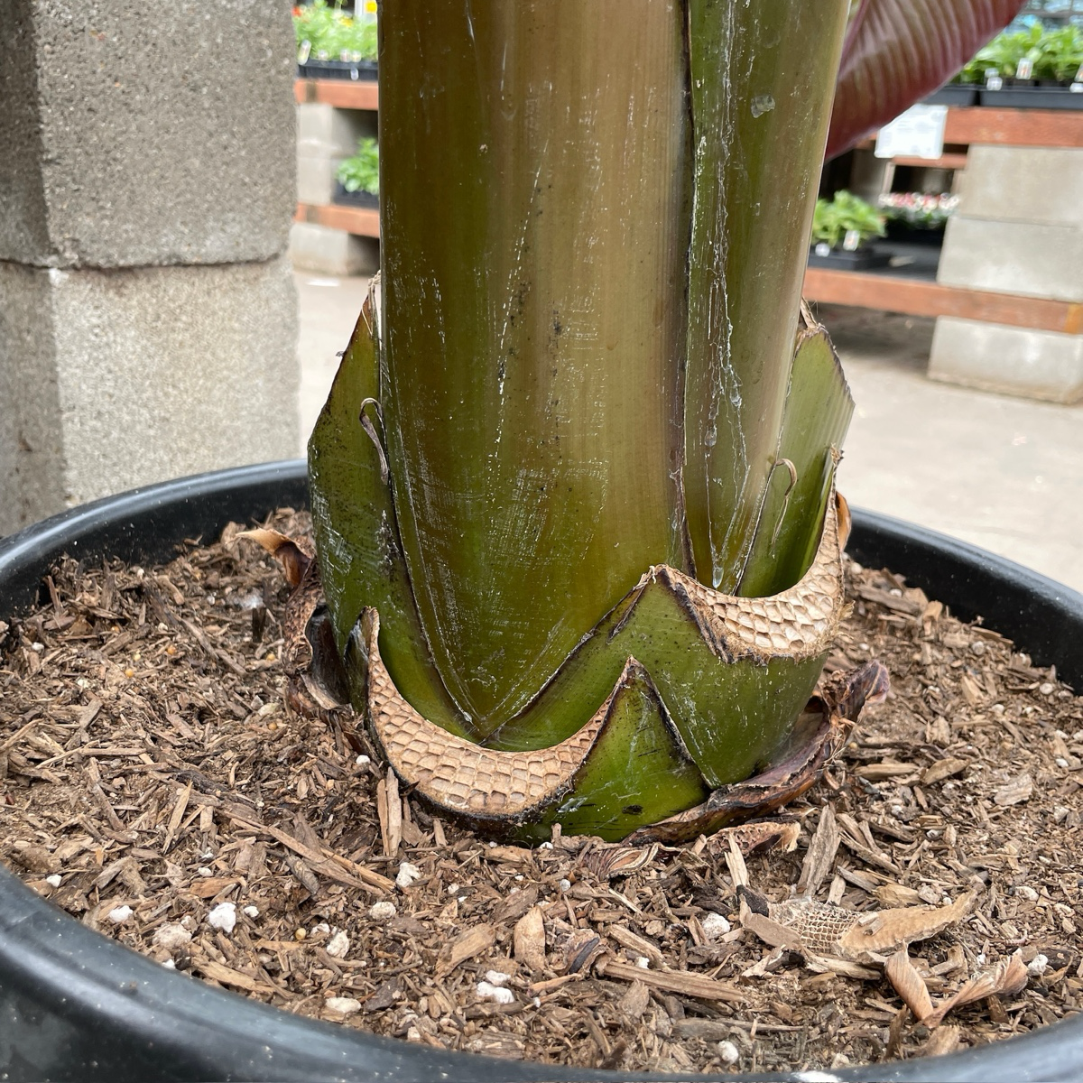 Red Abyssinian Banana