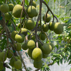 Ambarella