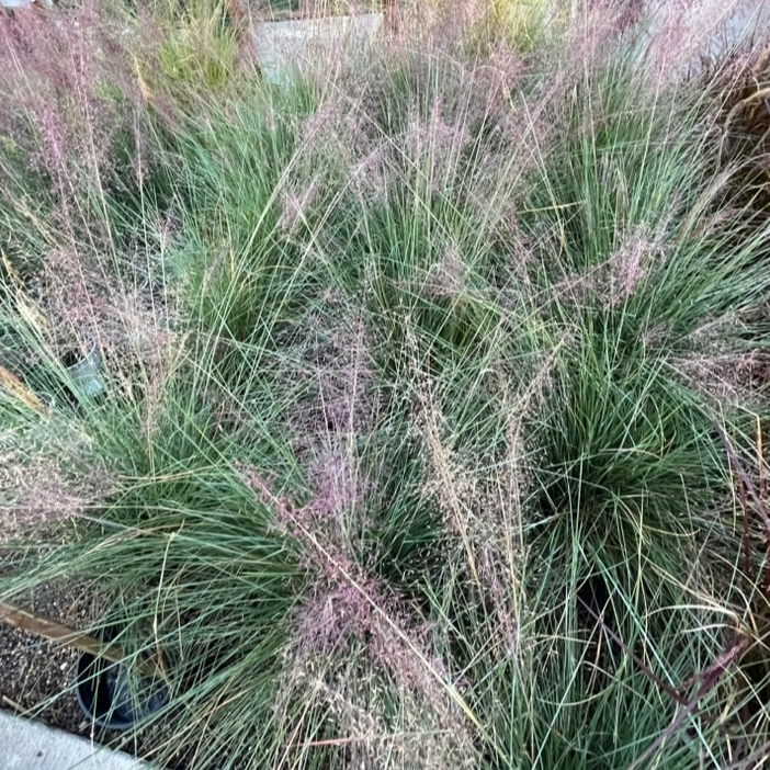 Pink Muhly Grass