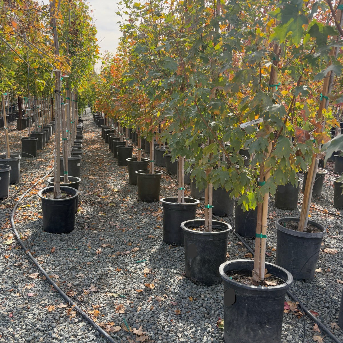 Sugar maple