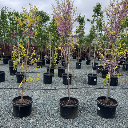 Hearts of Gold Eastern Redbud