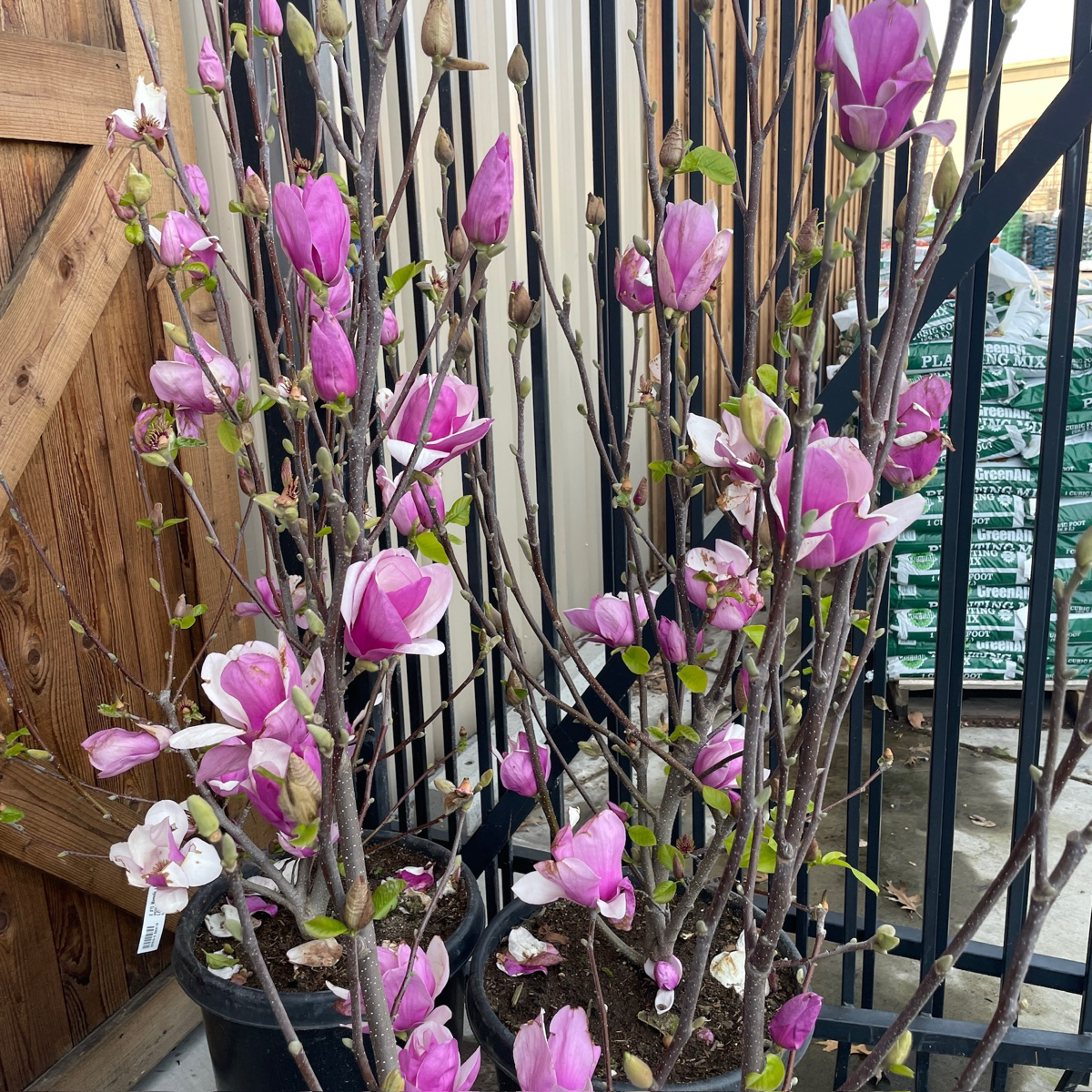 Alexandrina Saucer Magnolia