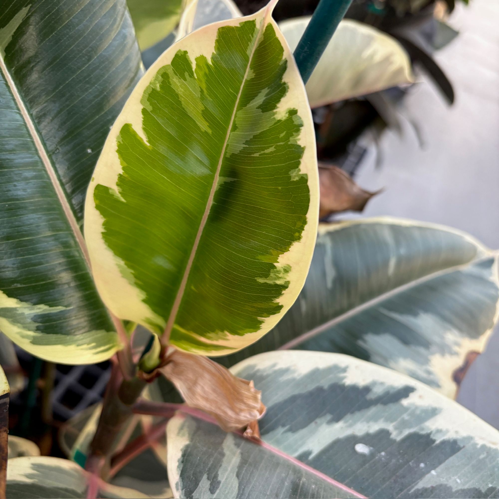 Ficus 'Tineke'