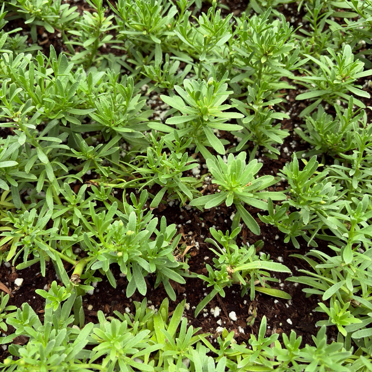 蔓生苦槛蓝-白花