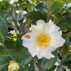Swan Lake™ Camellia
