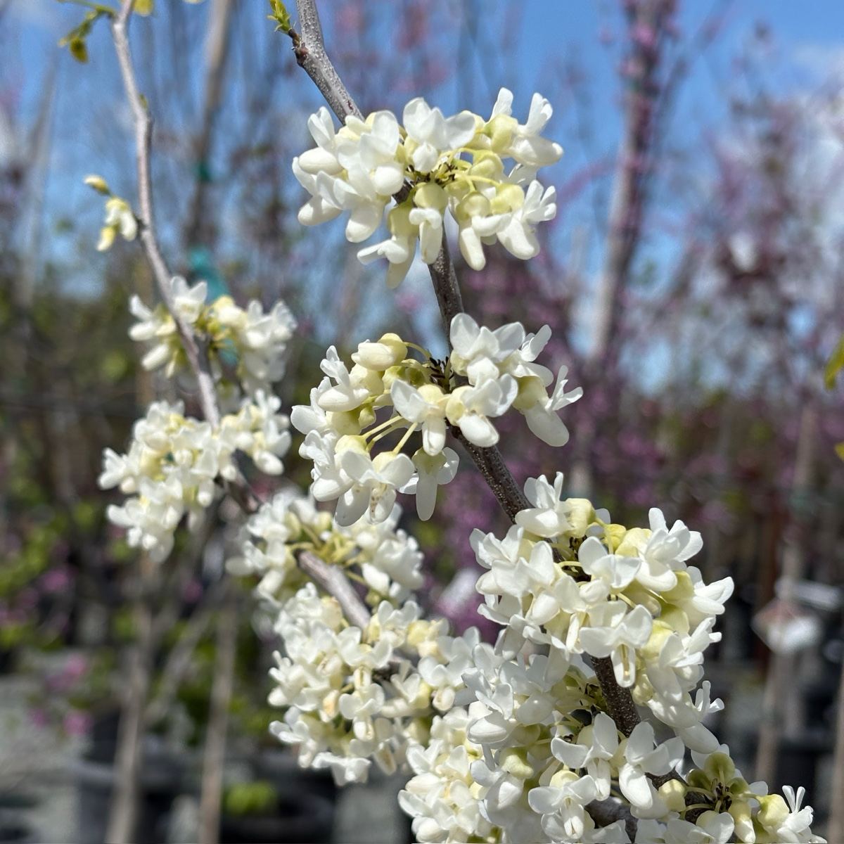 Texas White Redbud