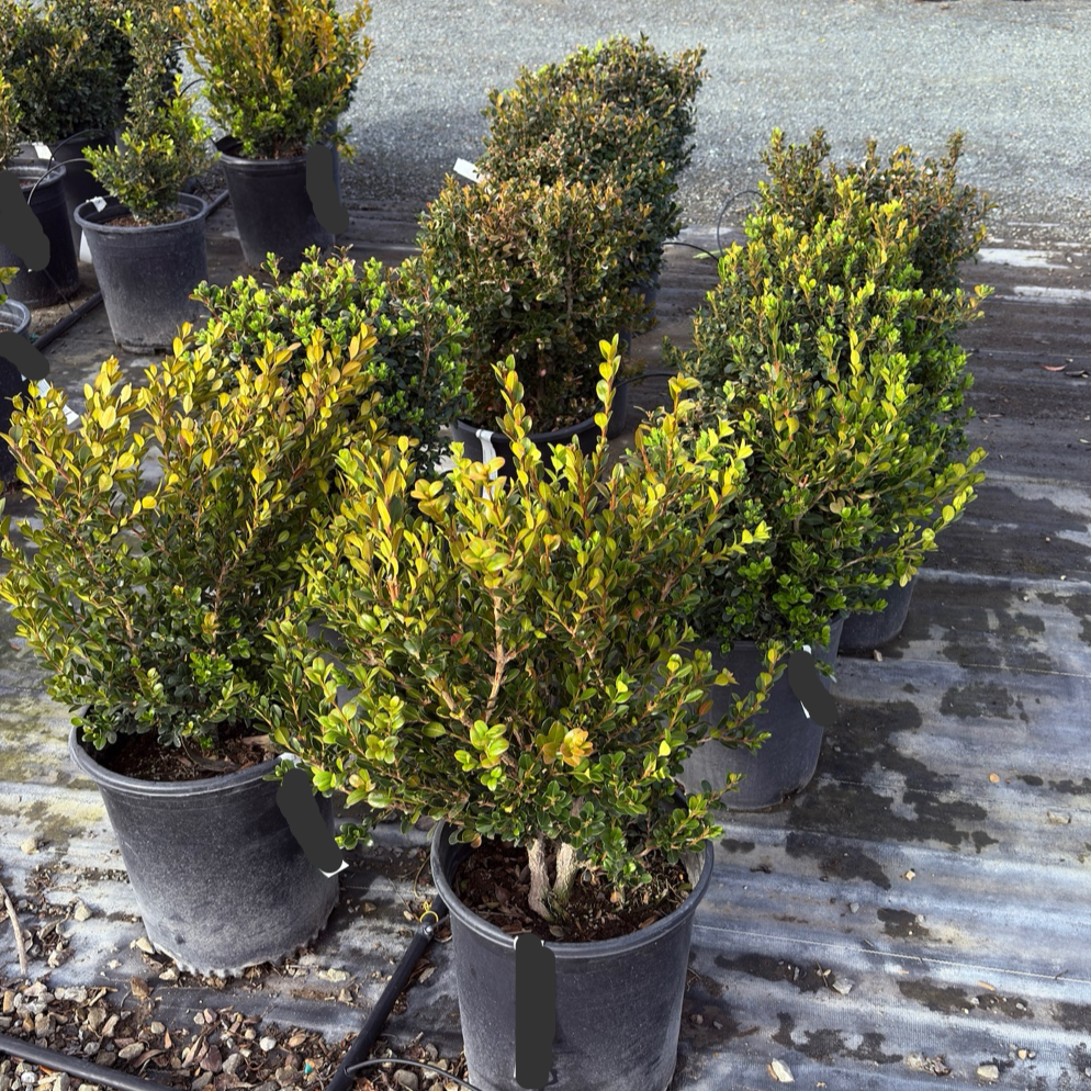 Green Beauty Boxwood