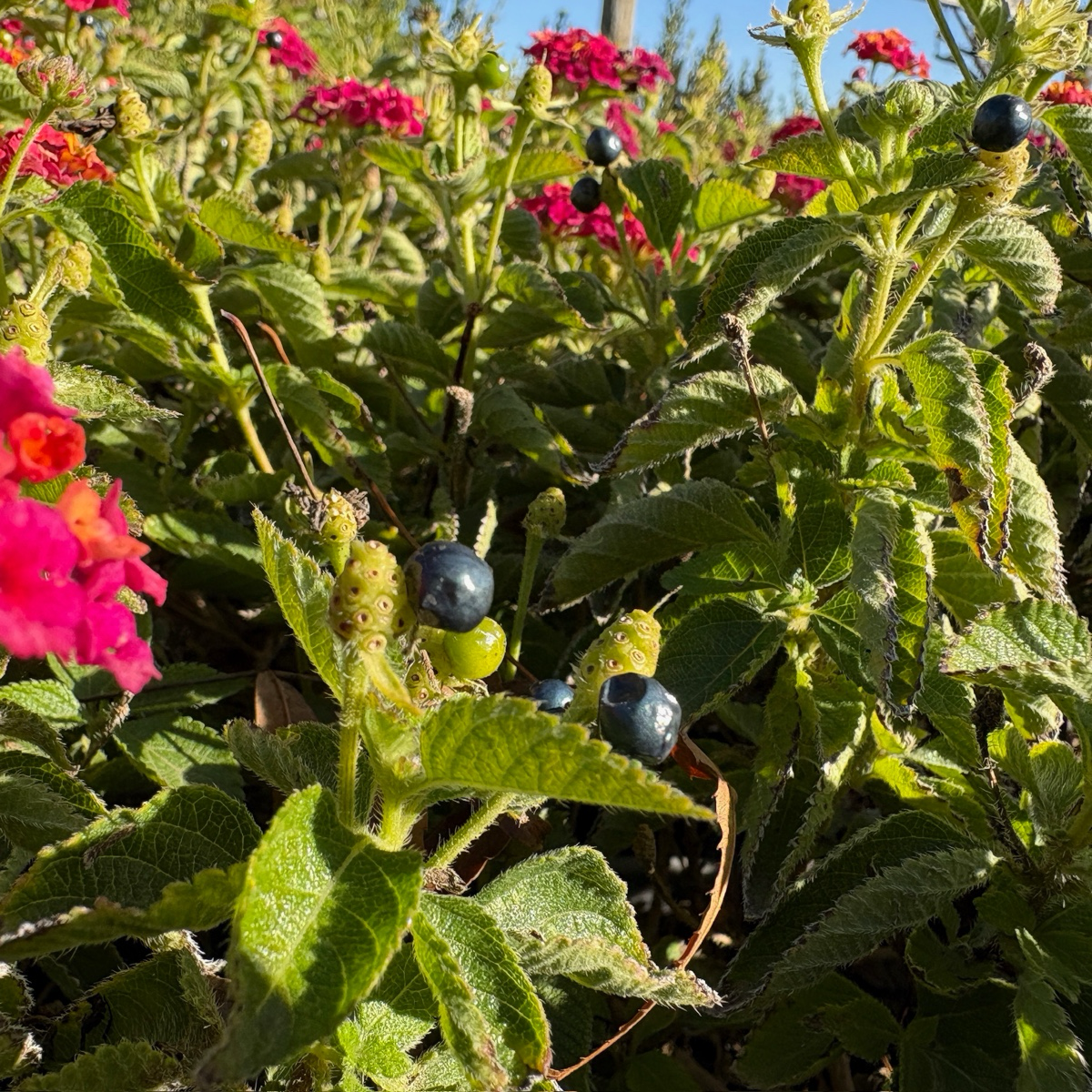 Confetti® Spreading Lantana