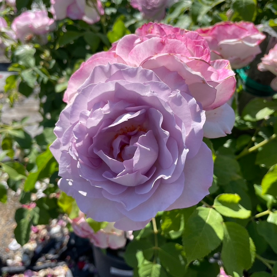 Silver Lining Rose