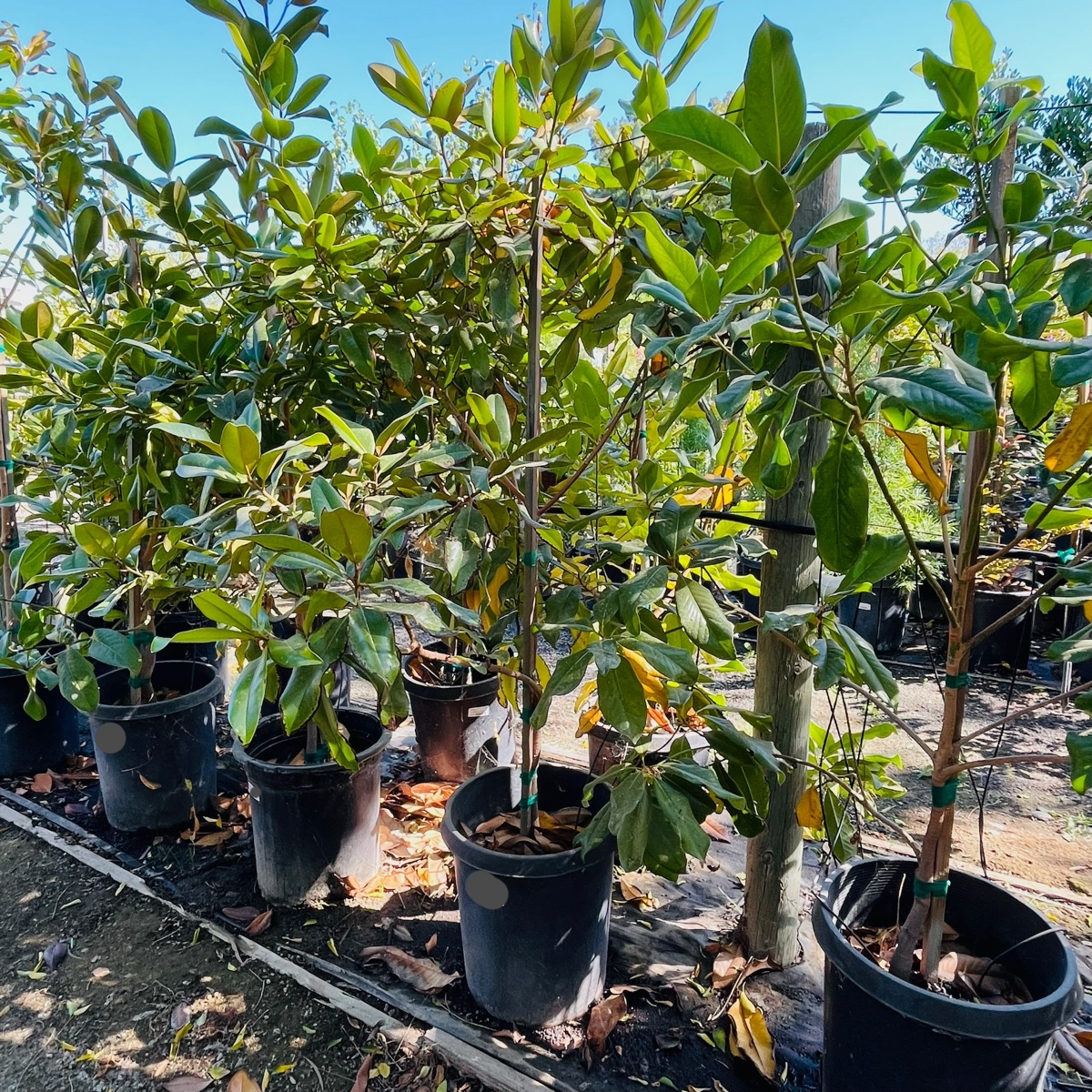Southern Large Magnolia