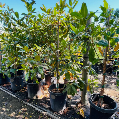 Magnolia grandiflora-Lotus Magnolia