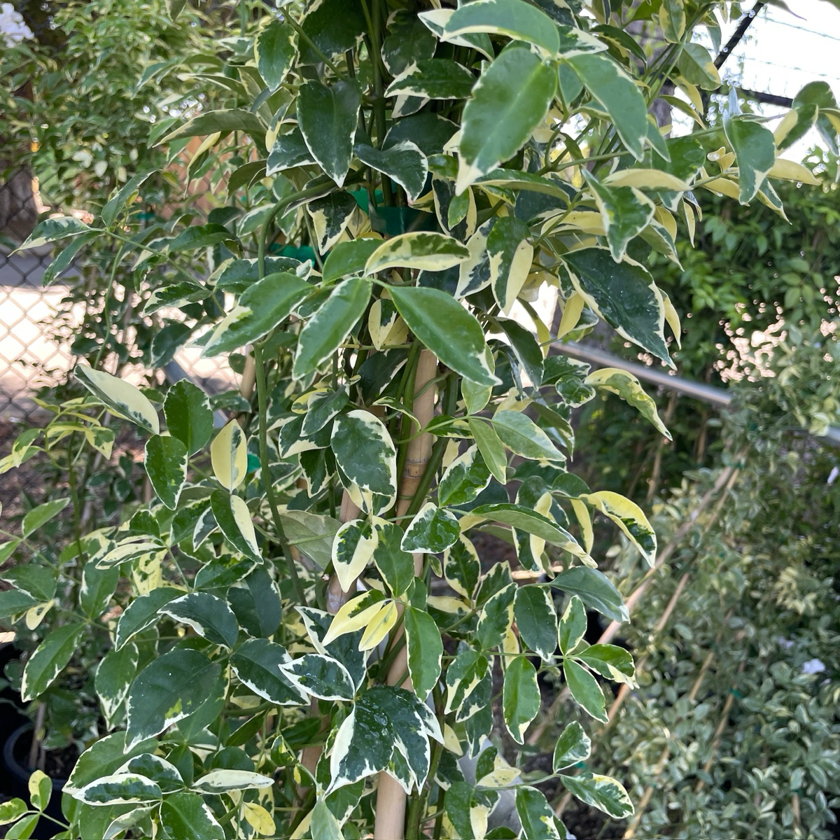 Variegated Bower Vine