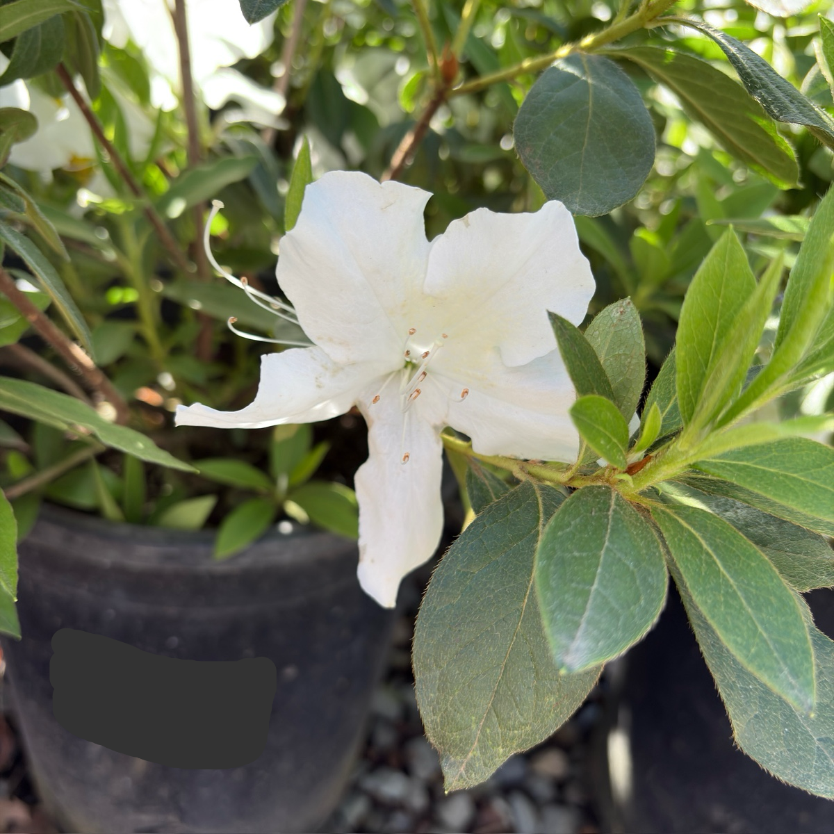Fielder's White Azalea