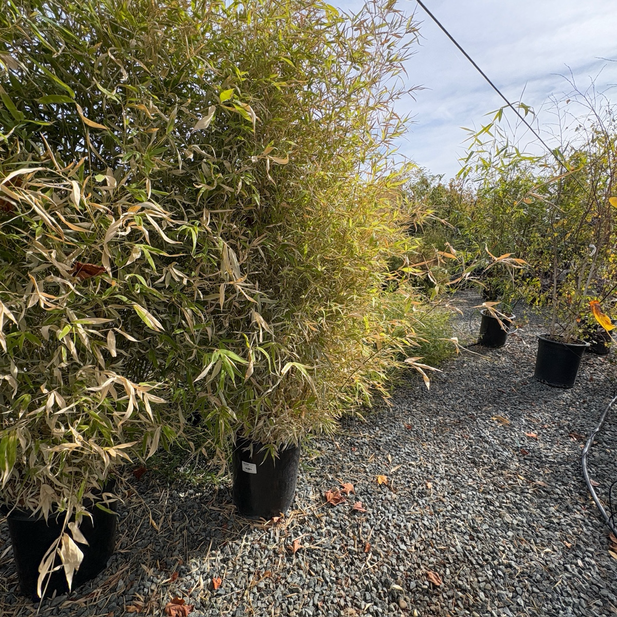Golden Goddess Bamboo