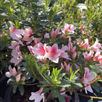Pink Lace Azalea