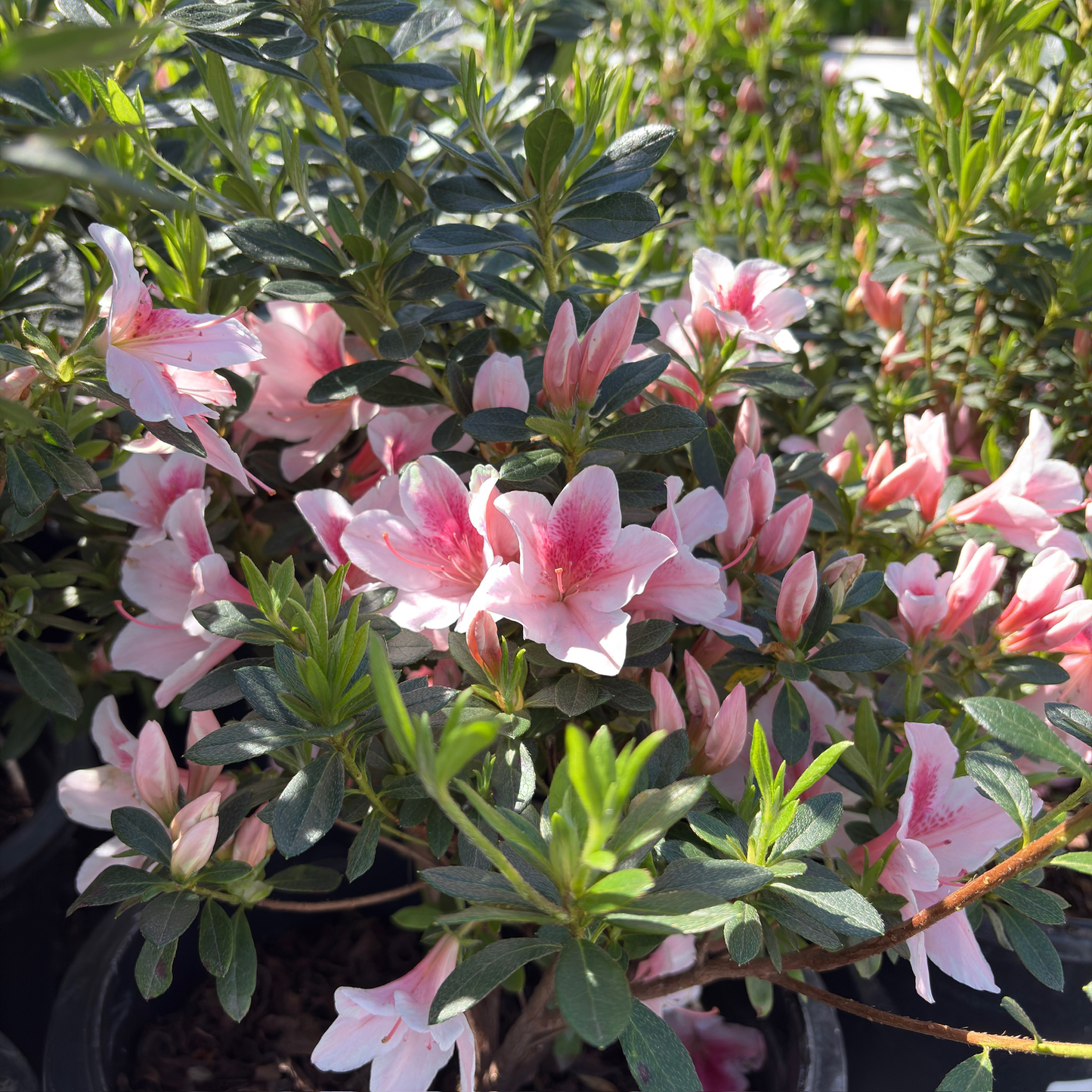  Pink Lace  indoor Azalea