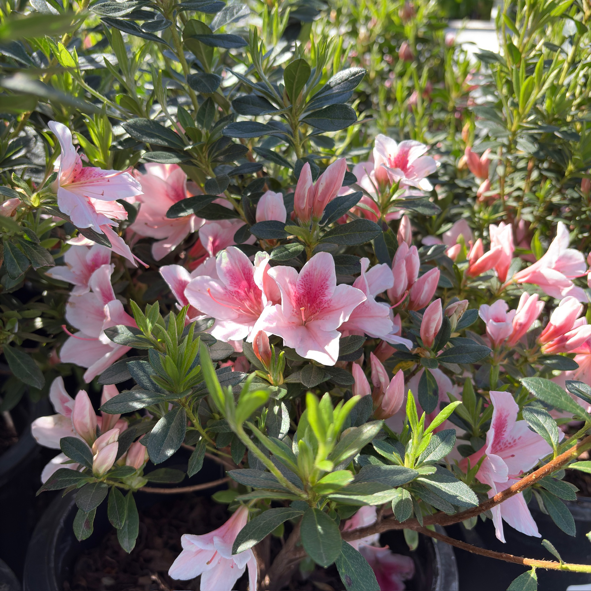 Pink Lace Azalea