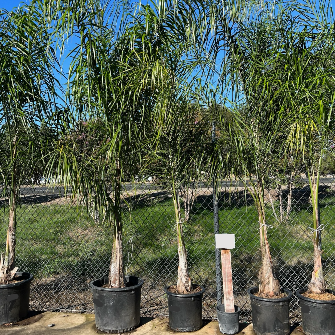 Queen  Palm