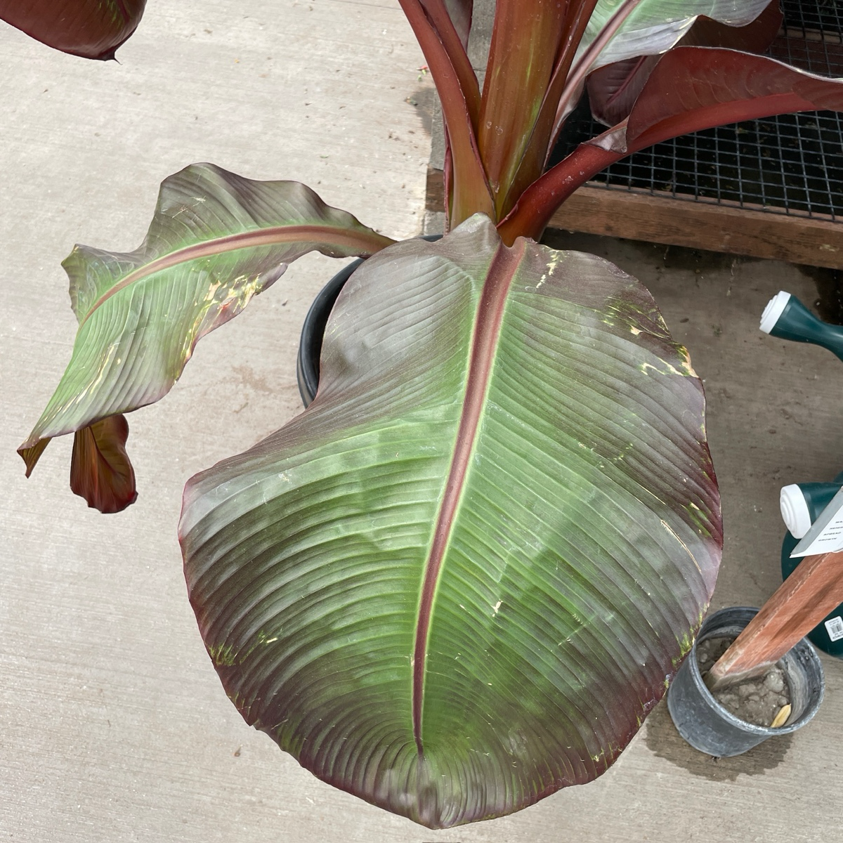 Red Abyssinian Banana