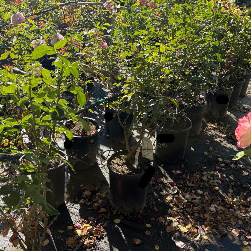 茶香月季-尼尔·戴蒙德月季