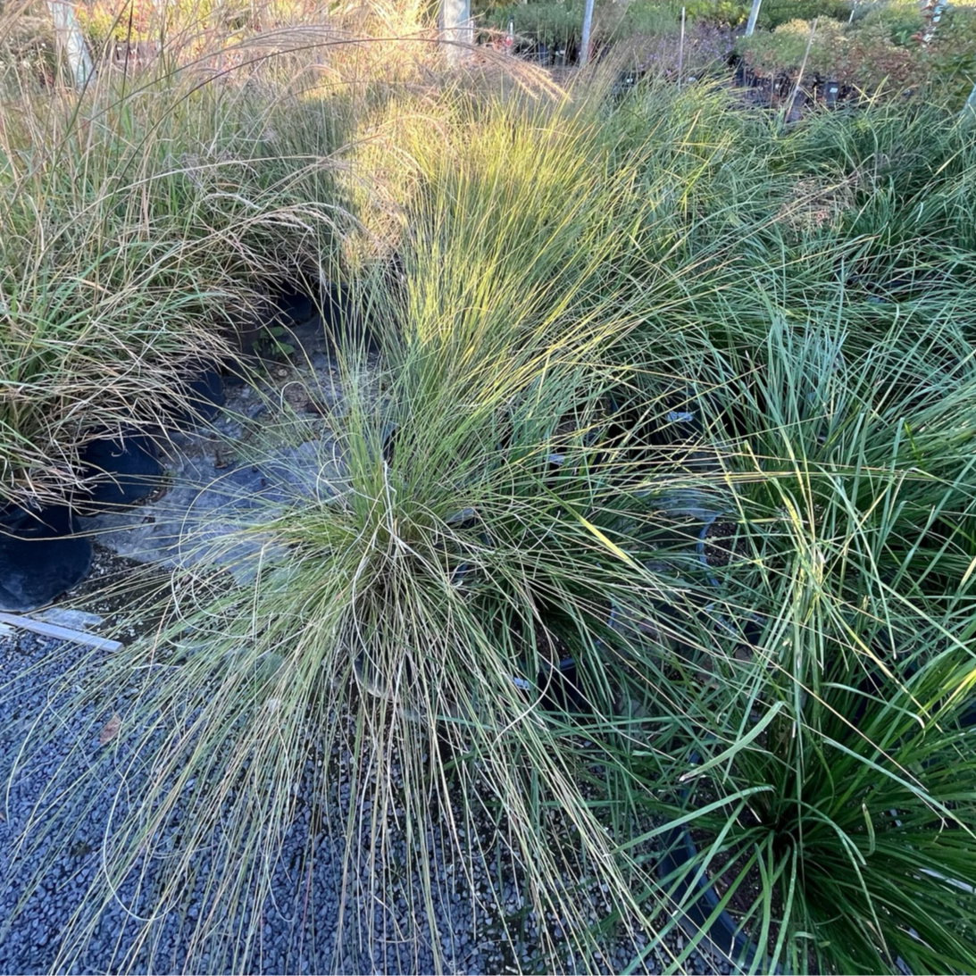 Pink Muhly Grass