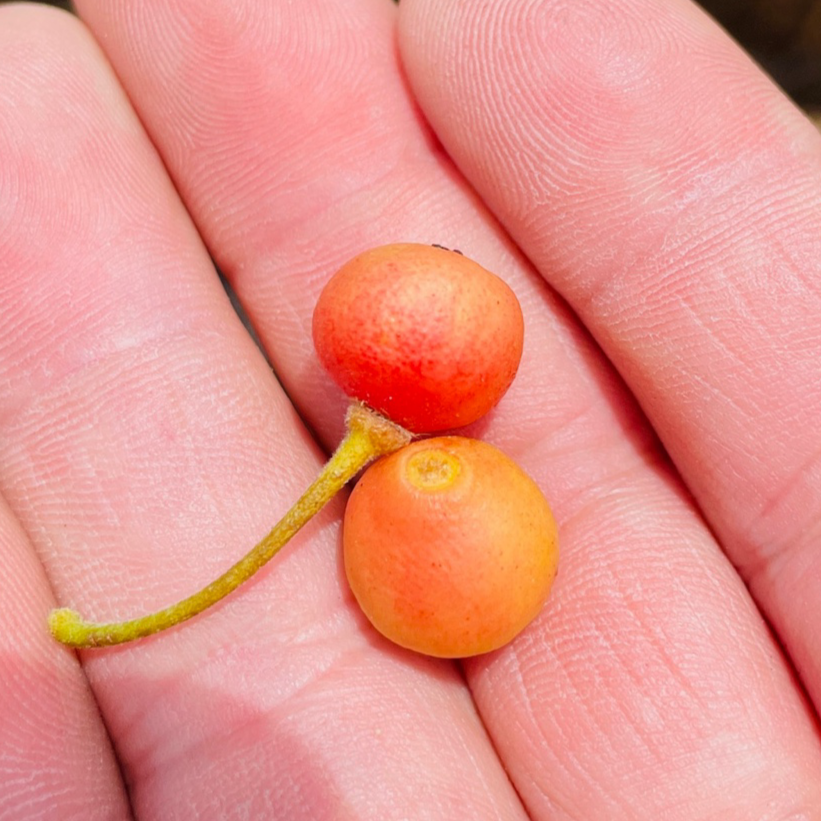 Rare fruit tree-Wending fruit