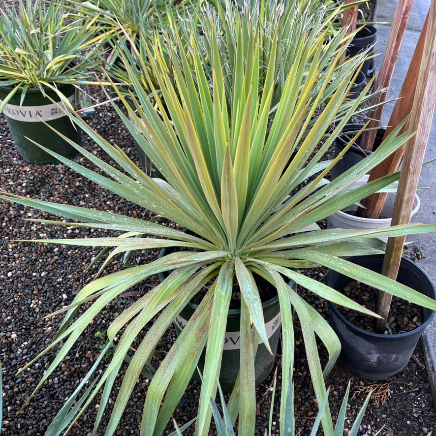 Soft Leaf Yucca