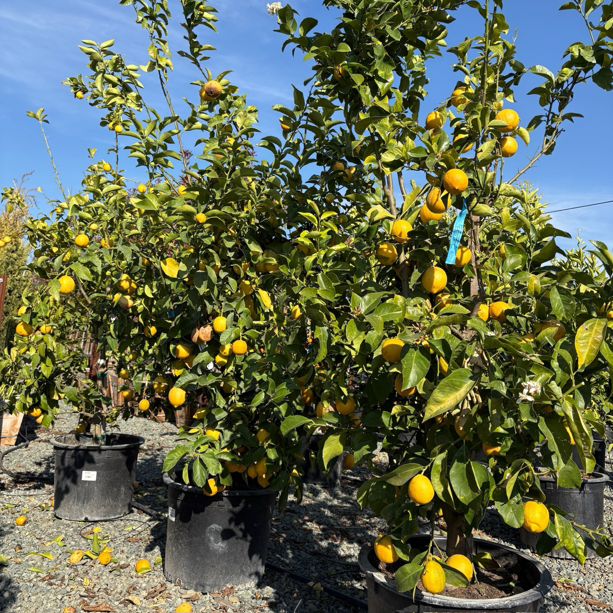 Lisbon Lemon