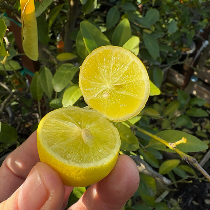 无刺墨西哥柠檬