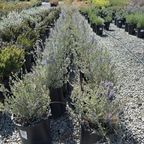 Azureum Bush Germander