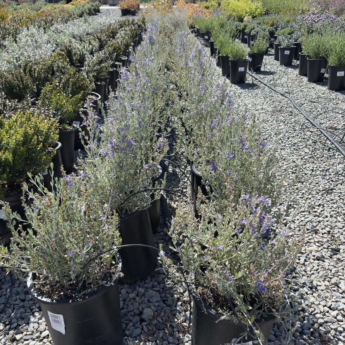 Azureum Bush Germander