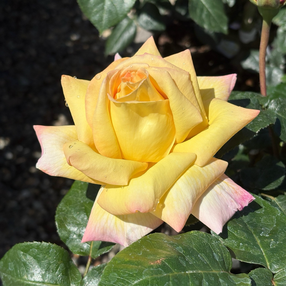 Peace Rose