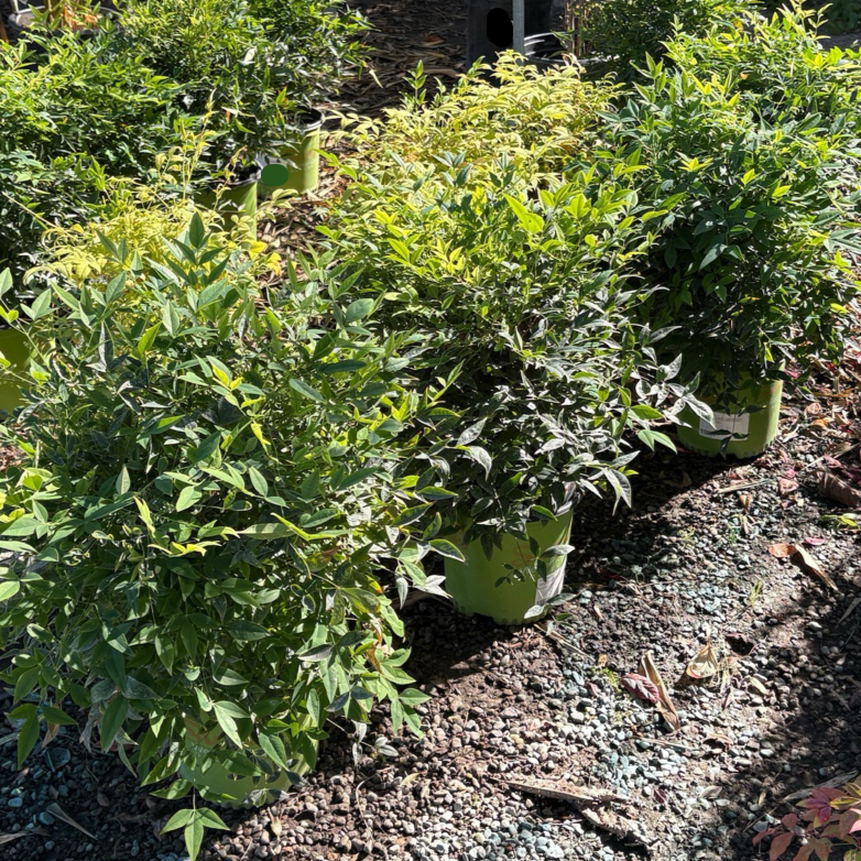 Nandina domestica-Green Lemon