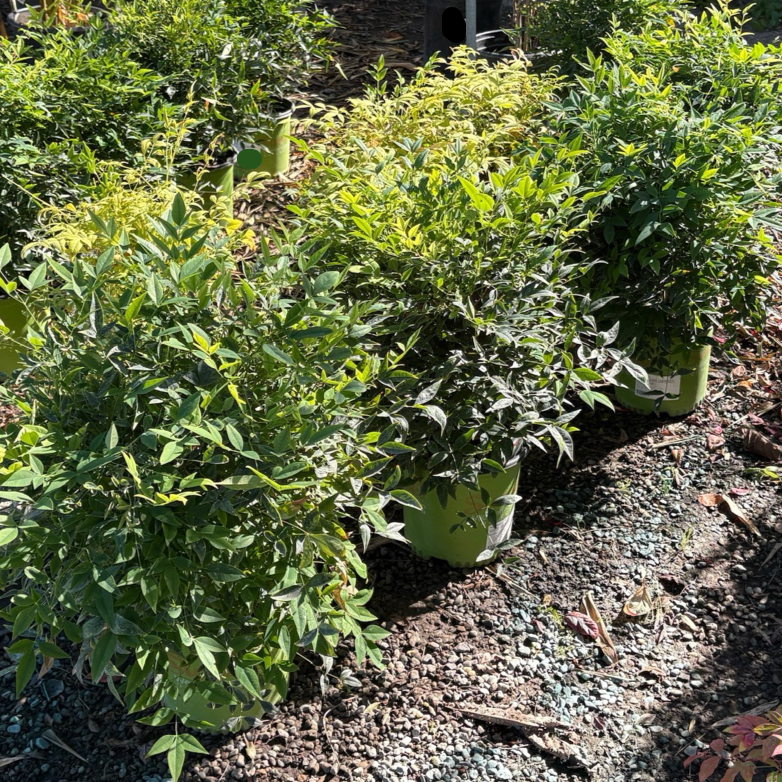 Lemon Lime Heavenly Bamboo