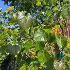 奥克拉马紫荆花