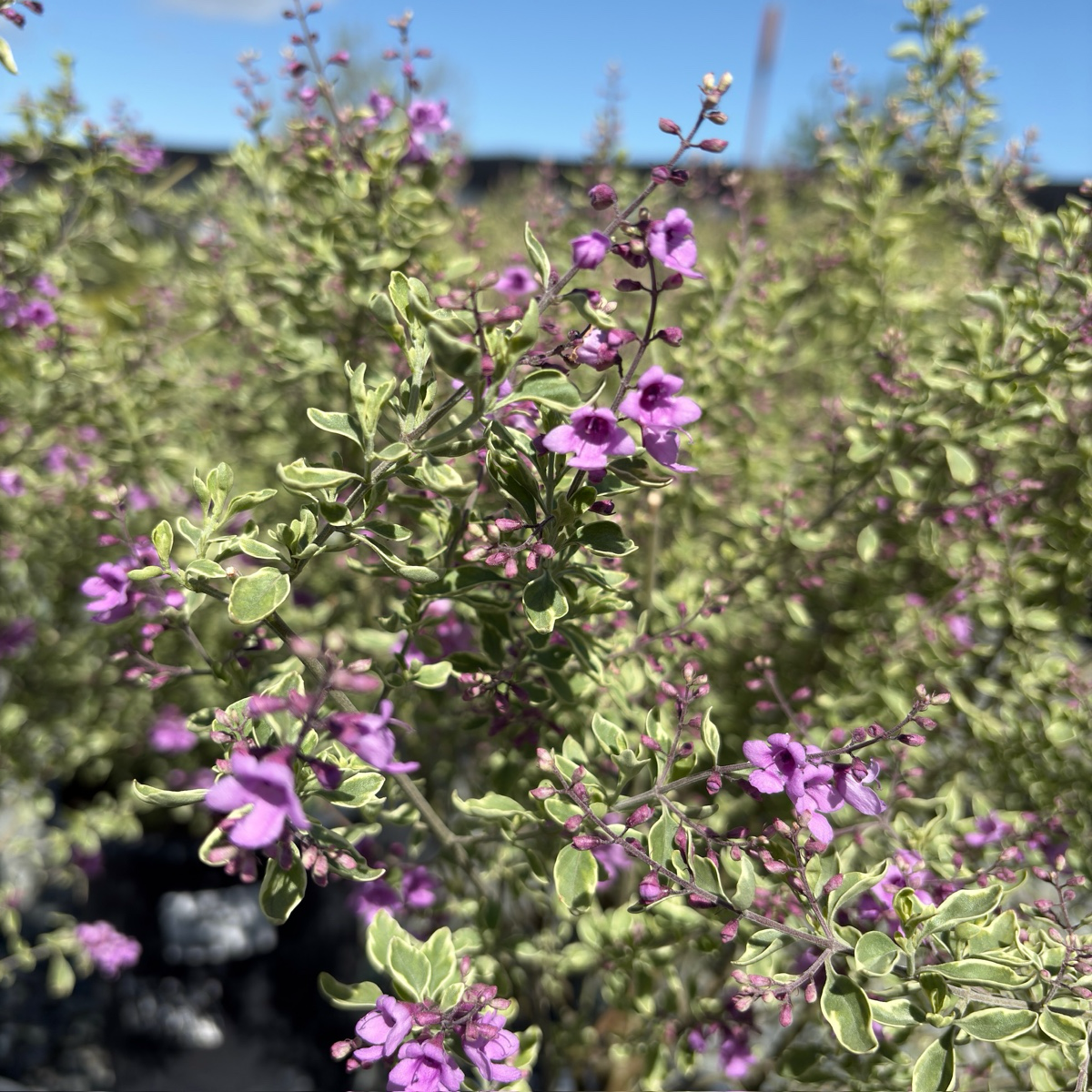 Variegated Mint Bush