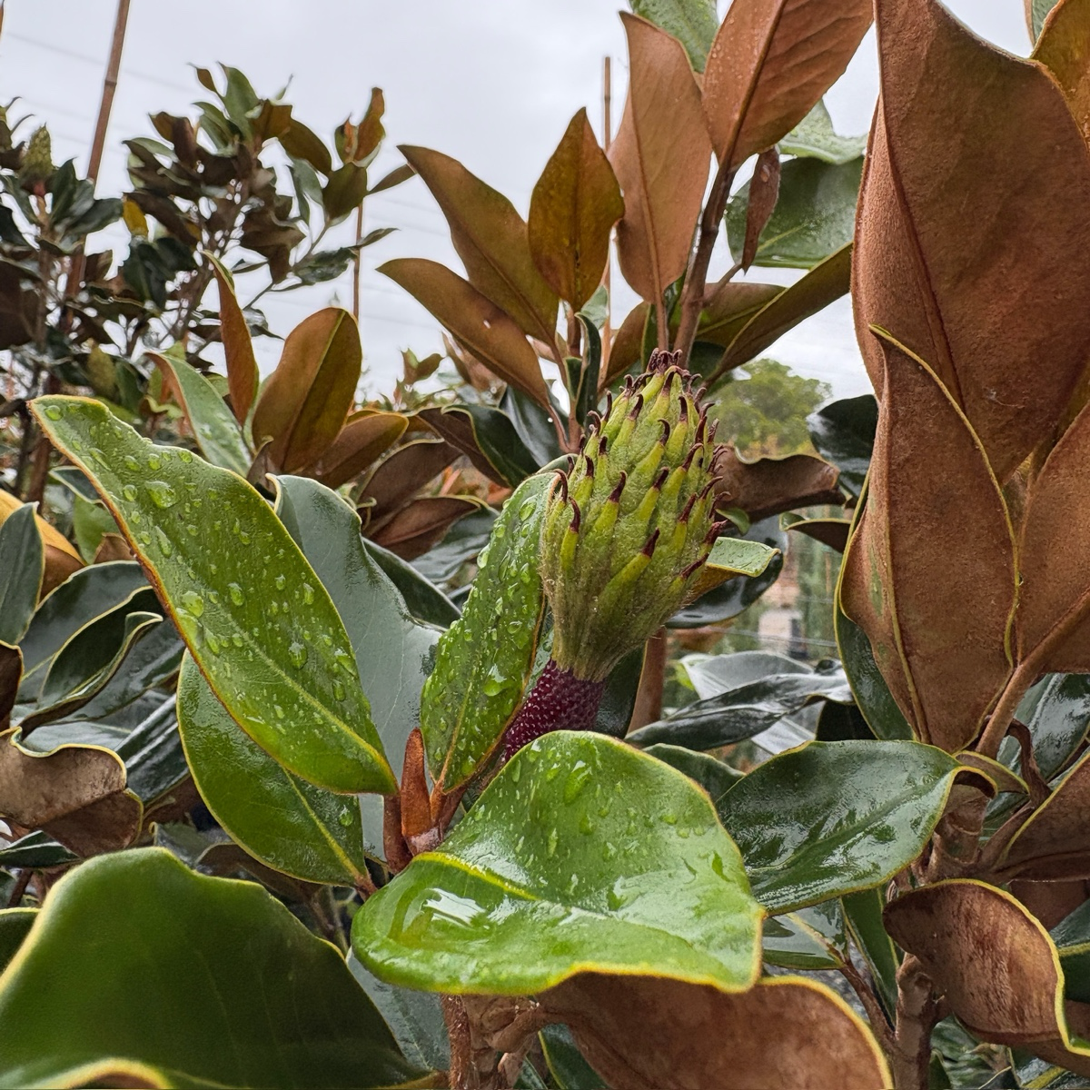 Little Gem Southern magnolia