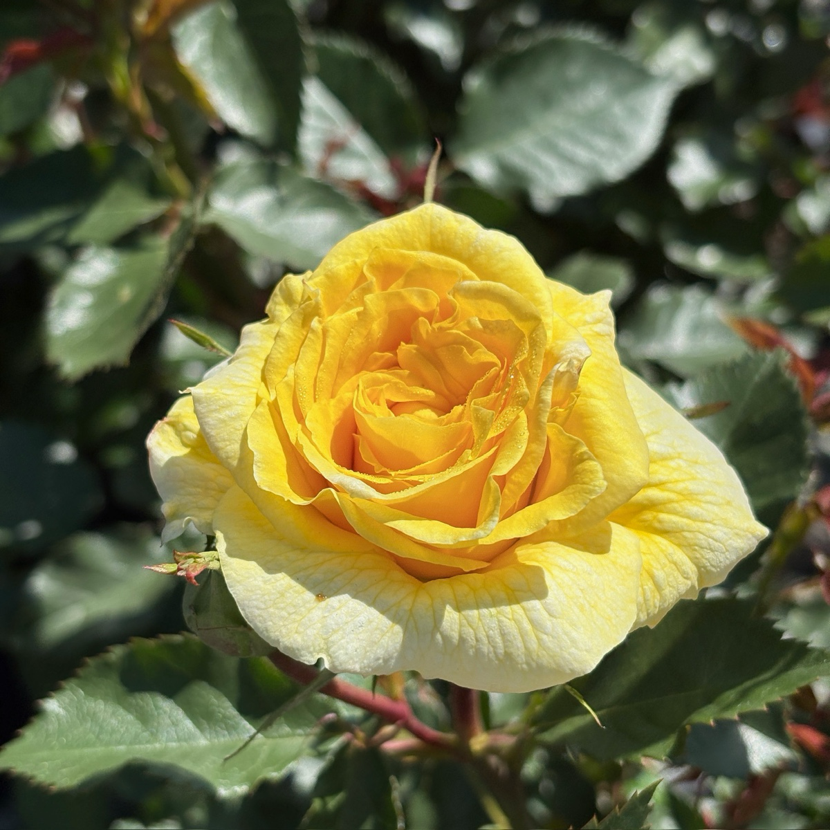 丰花月季-阳光精灵