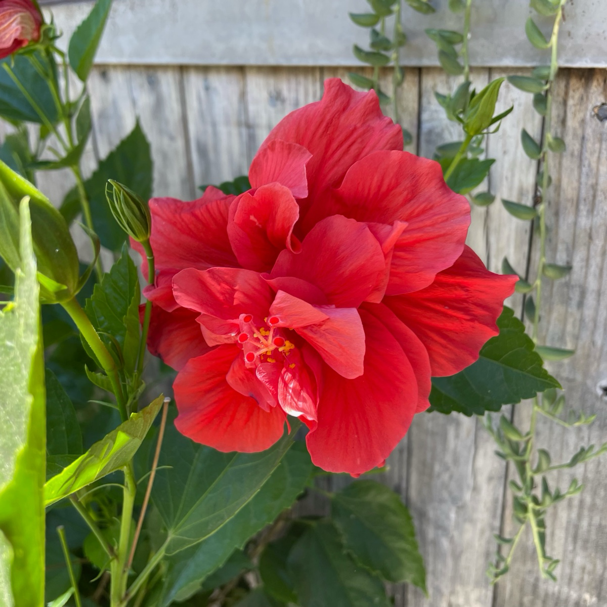 Mongon Tropical  Hibiscus  Red Dragon®️
