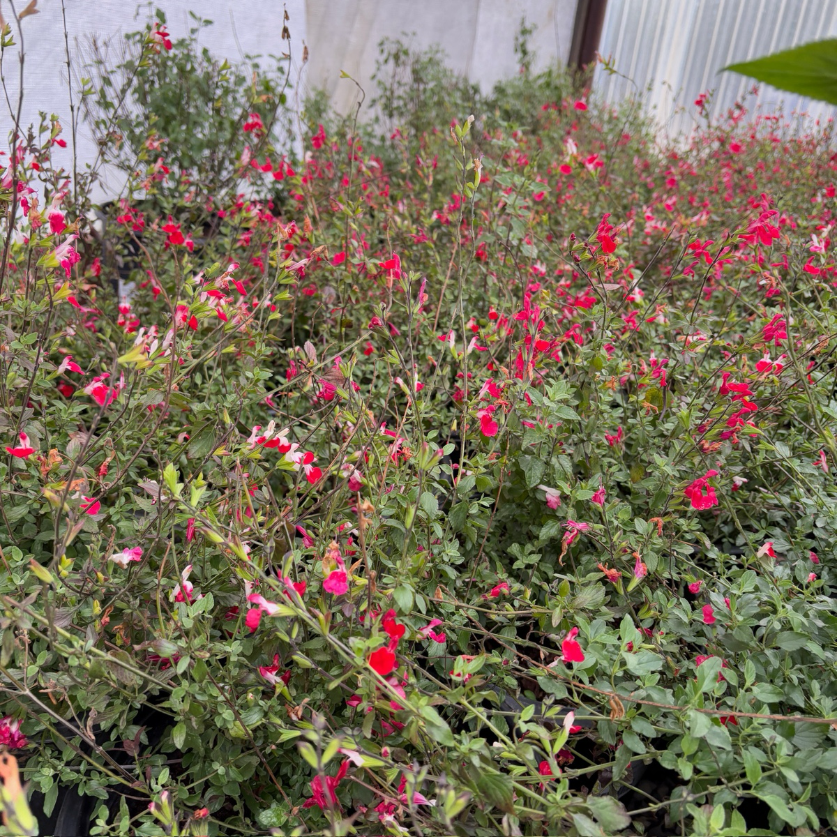 Hot Lips Sage