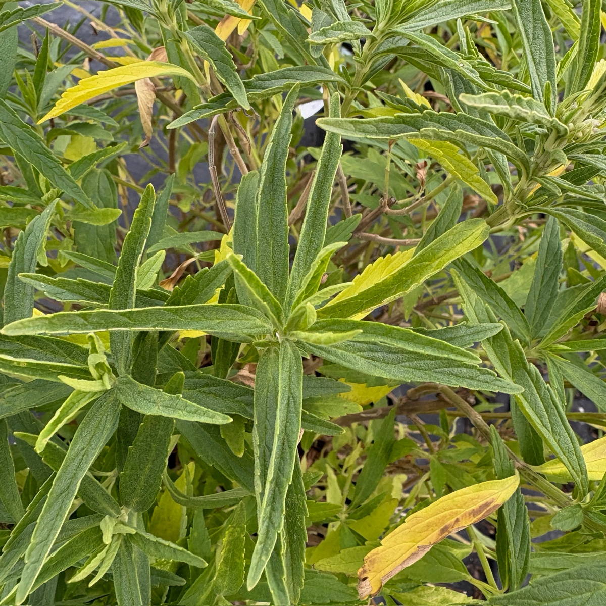 狮耳花