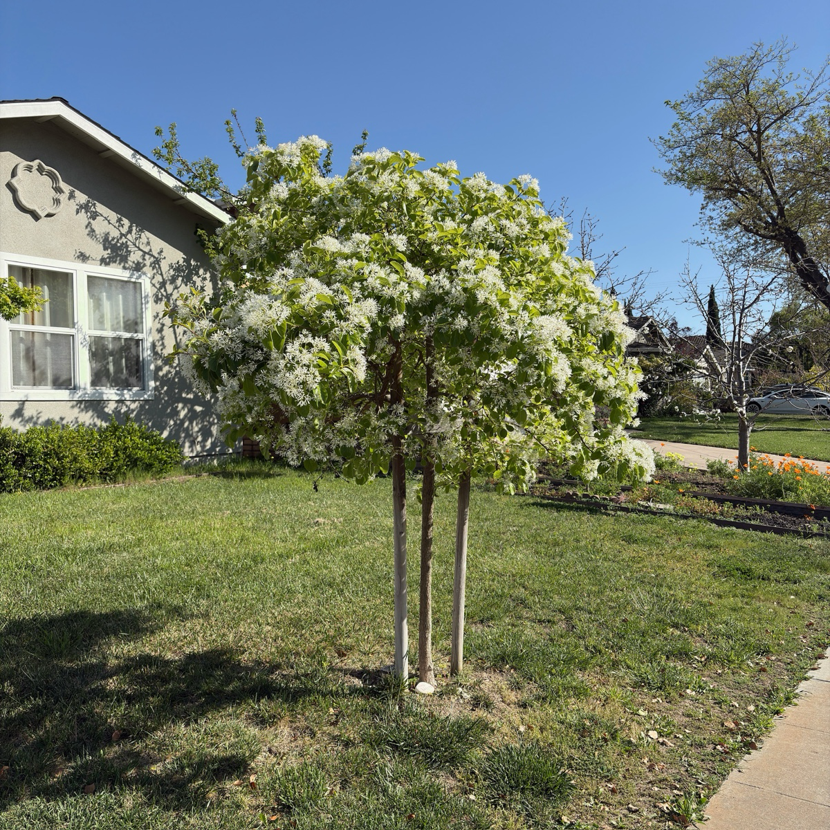 Chinese Fringe Tree