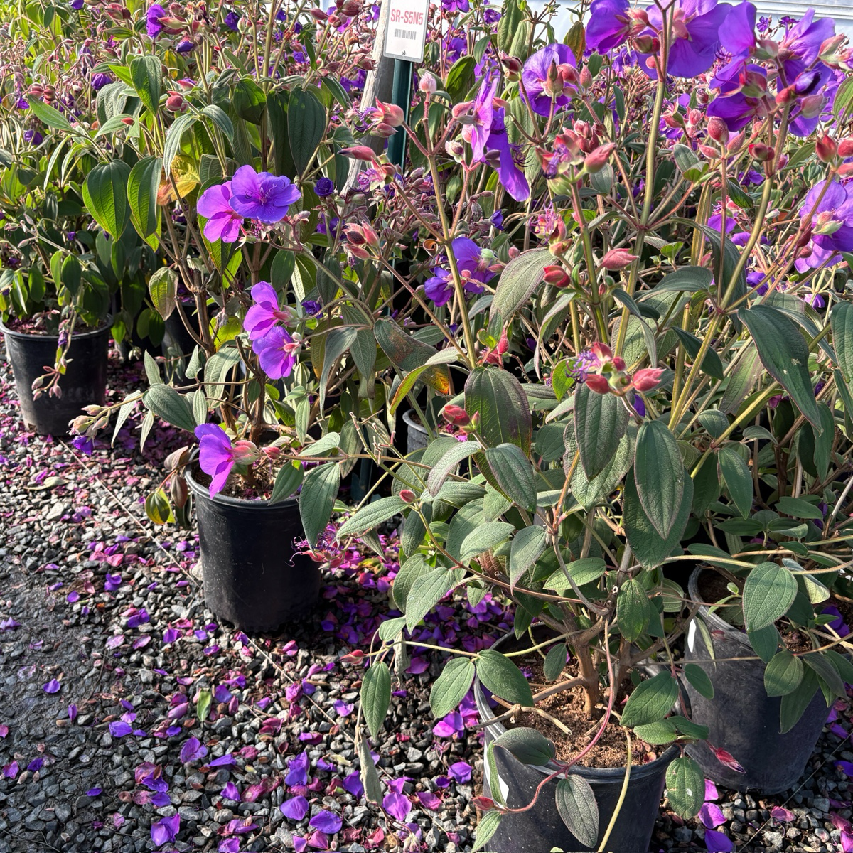 蒂杜花