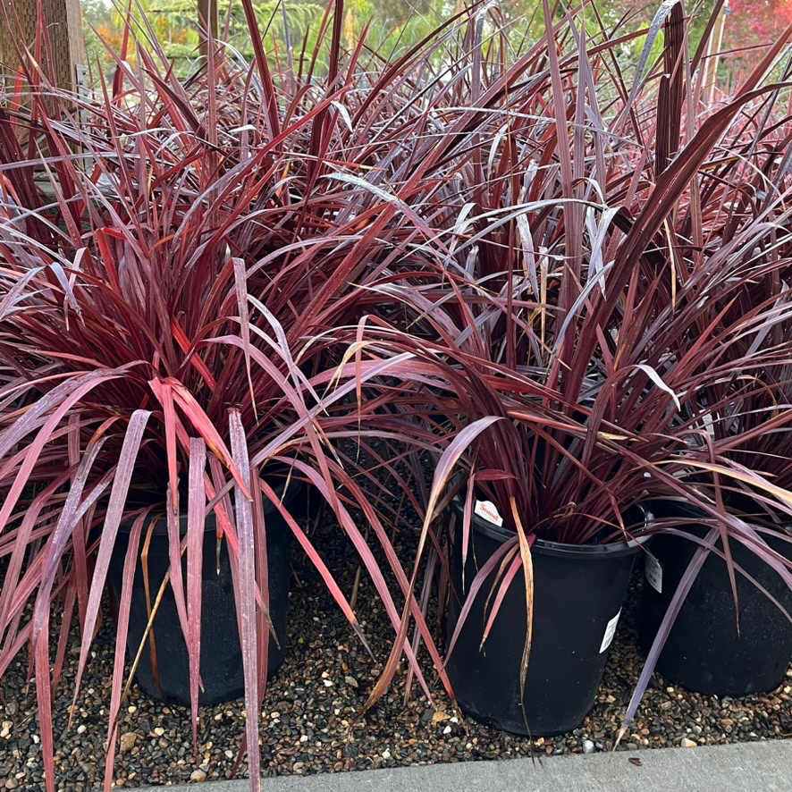 Cordyline 'Design-A-Line'